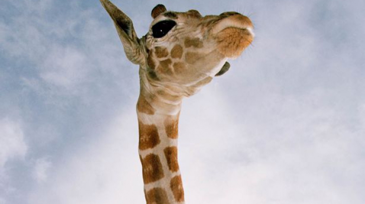 De ce are girafa gâtul lung?