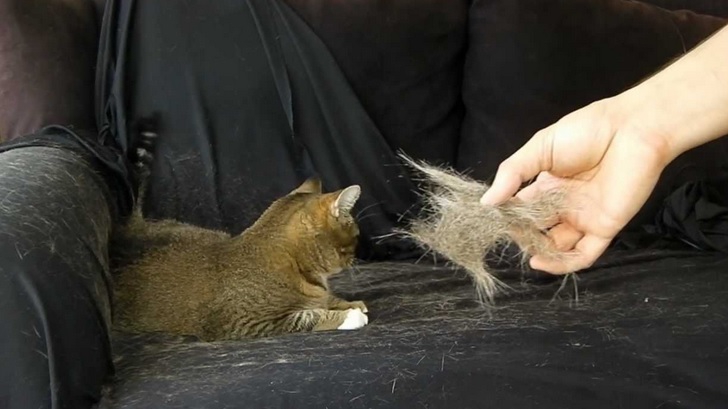 Ce se întâmplă, de fapt, dacă înghiţi păr de animale. Cât de periculos este pentru sănătate