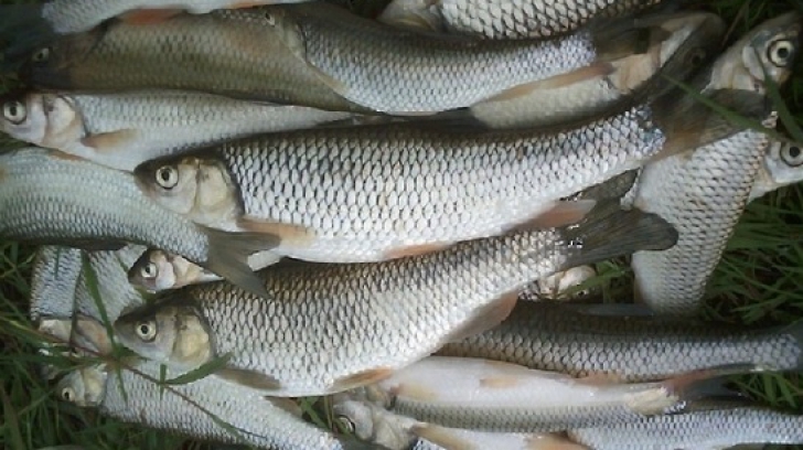 23 de tone de peşte cu viermi, în Ilfov. Marfa, importată din Spania