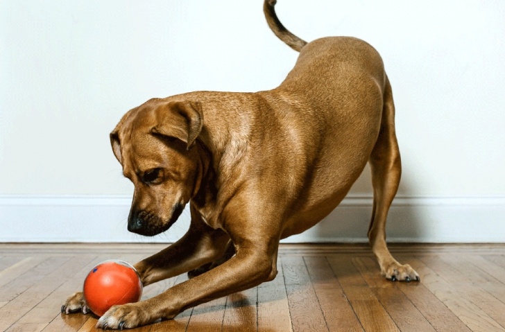 S-a inventat mingea inteligentă pentru câini și pisici