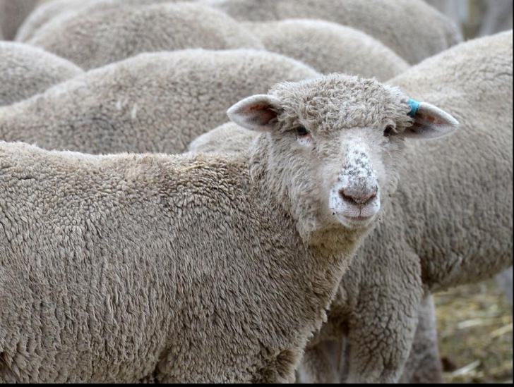 Primele oi din lume care s-au drogat. Ce au făcut animalele după ce au mâncat canabis, de neimaginat