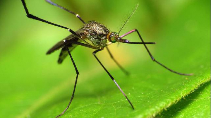 Un singur aliment ține țânțarii la distanță