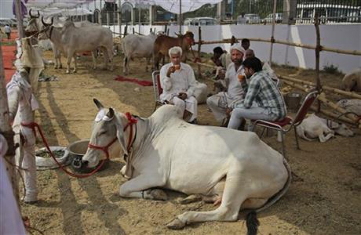 Concurs de frumusete