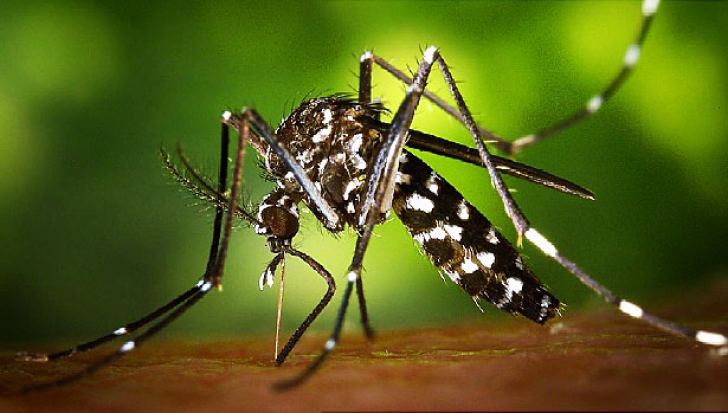 Alertă pe litoral! Au apărut ţânțarii care transmit virusul Zika și Febra Galbenă