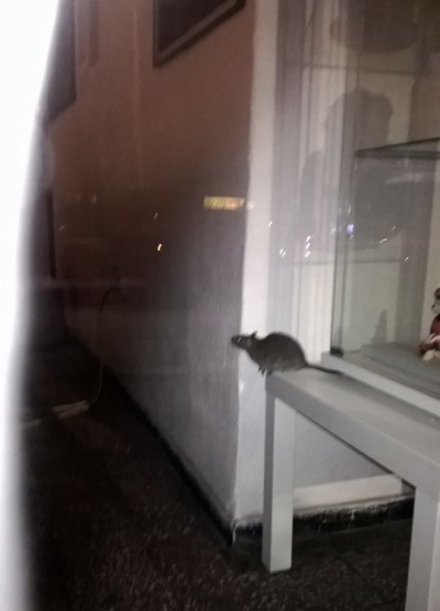 Îngrozitor: şobolan fotografiat când se plimba în vitrina unei cofetării din Bucureşti