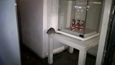 Îngrozitor: şobolan fotografiat când se plimba în vitrina unei cofetării din Bucureşti