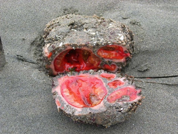 Călcase pe o piatră de pe plajă. După 5 minute,roca sângera. S-a cutremurat! Ce se ascundea înăuntru