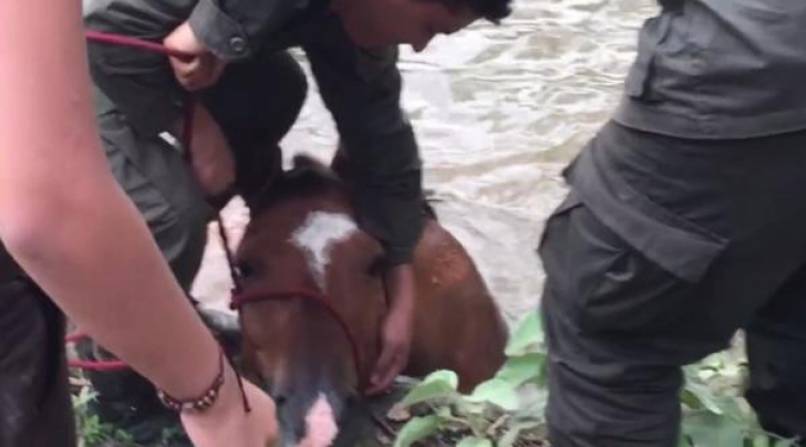Pompierii, chemaţi să salveze un cal ce căzuse în râu. Au ÎNLEMNIT când au văzut ce mai iese din apă