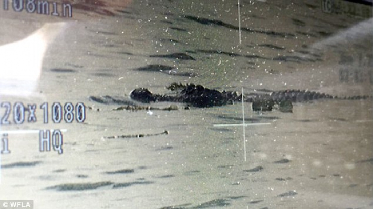 Polițiștii vânează un aligator uriaș văzut cu un om în fălci într-un lac din Florida