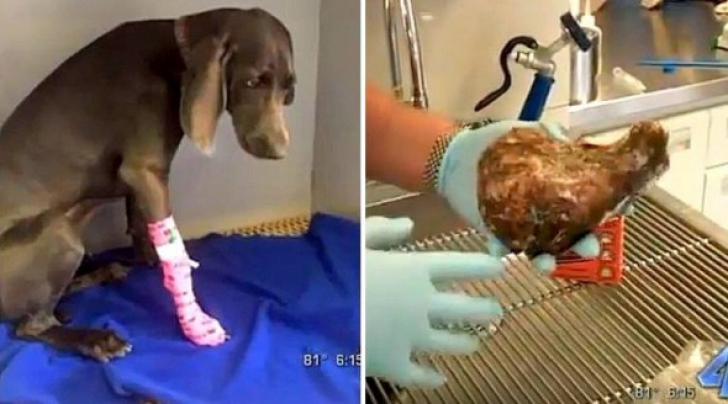 Au dus câinele la medic: medicii, uimiţi de ce i-au scos din stomac. De ce au filmat totul