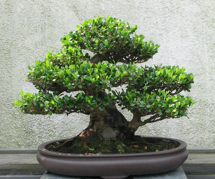 Cum să avem grijă de un bonsai. Secrete dezvăluite de un specialist