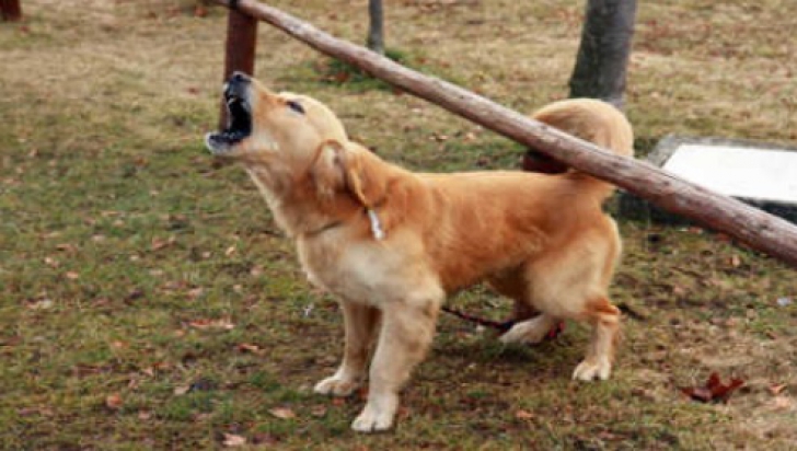 Cântăreaţă de muzică populară, desfigurată de un câine, într-un parc din Bucureşti