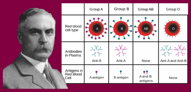 Google îl omagiază pe medicul Karl Landsteiner, medicul care a descoperit grupele de sânge