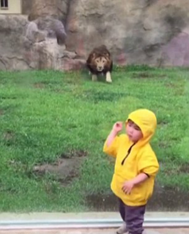 Senzaţii tari: momentul în care un leu încearcă să "vâneze" un copil, la grădina zoologică VIDEO