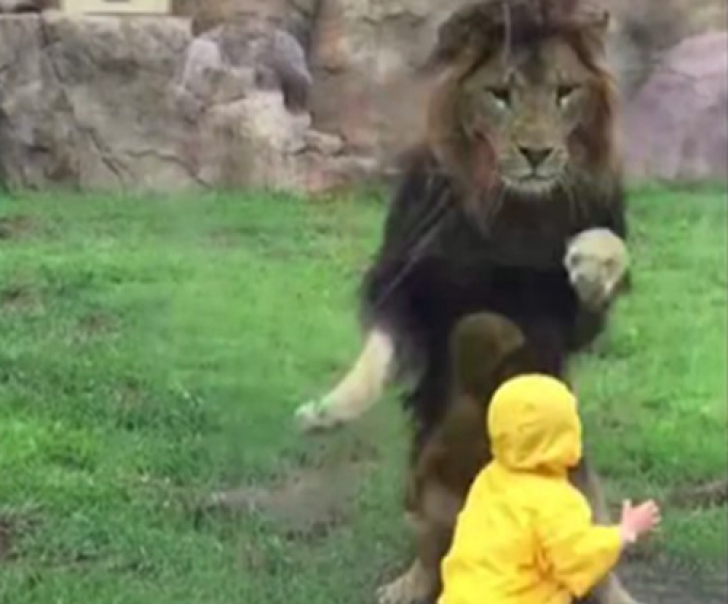 Leul fioros atacă un copil