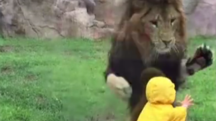 Senzaţii tari: momentul în care un leu încearcă să "vâneze" un copil, la grădina zoologică VIDEO