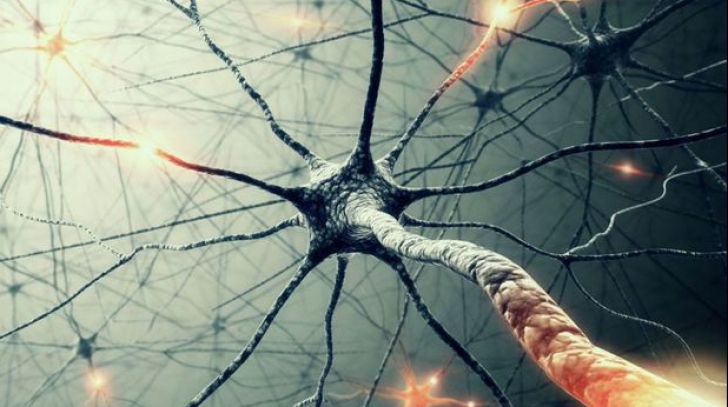 Ce face noul tip de neuron descoperit de cercetători