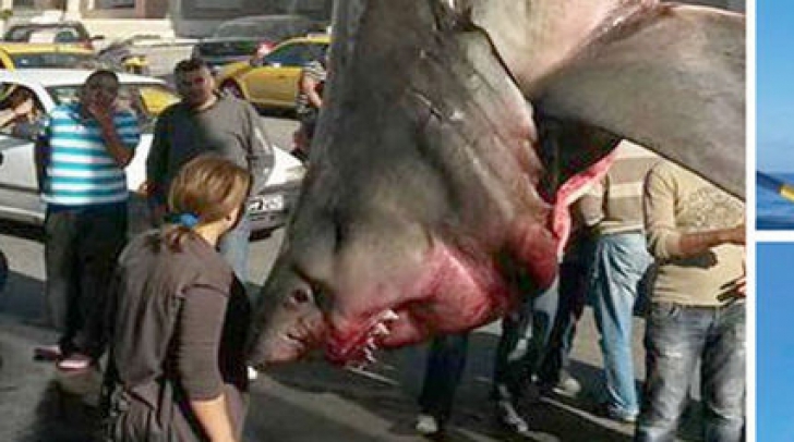 Monstrul din Mediterana