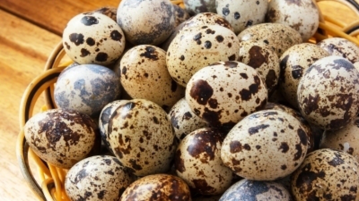 Curele cu ouă de prepeliţă fac minuni pentru sănătatea ta 