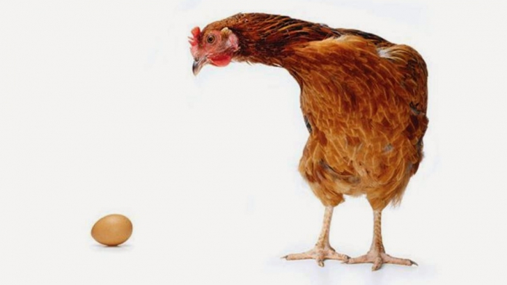 Oamenii de ştiinţă au găsit răspunsul la marea întrebare: Ce a fost mai întâi, oul sau găina?