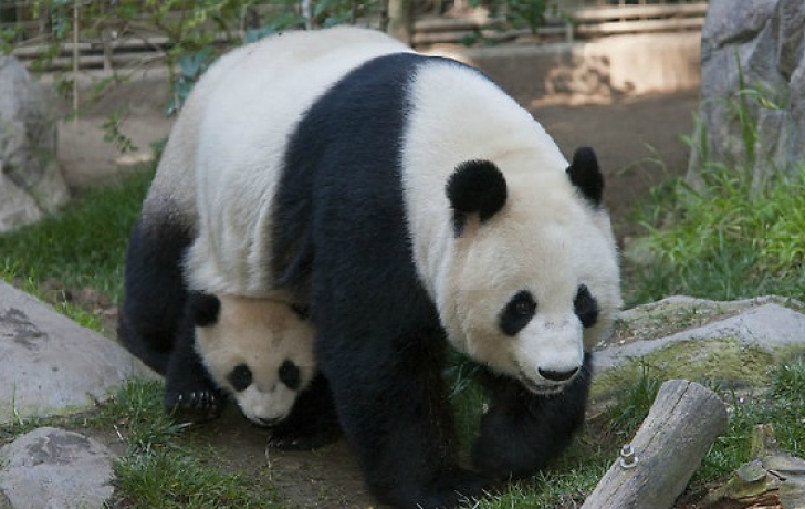 Doi pui minusculi de panda gigant sunt vedetele Internetului
