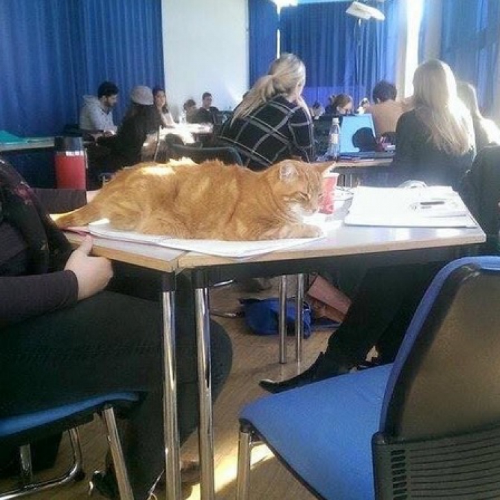 Această pisică merge zi de zi la facultate. Studenţii nu-i mai dau drumul din braţe! Motivul?