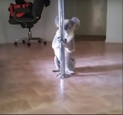 Un ursuleţ koala a intrat în casa unei dansatoare la bară. Cum l-a găsit femeia e INCREDIBIL