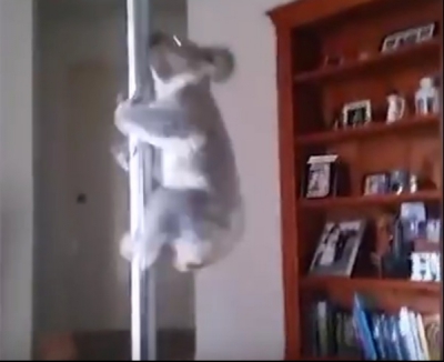 Un ursuleţ koala a intrat în casa unei dansatoare la bară. Cum l-a găsit femeia e INCREDIBIL