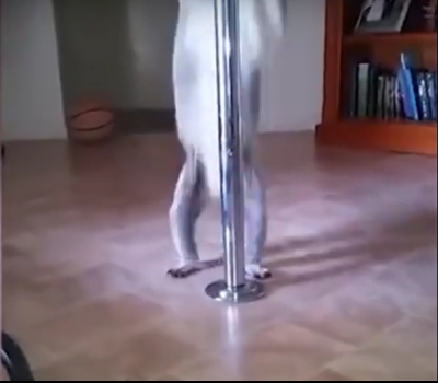 Un ursuleţ koala a intrat în casa unei dansatoare la bară. Cum l-a găsit femeia e INCREDIBIL