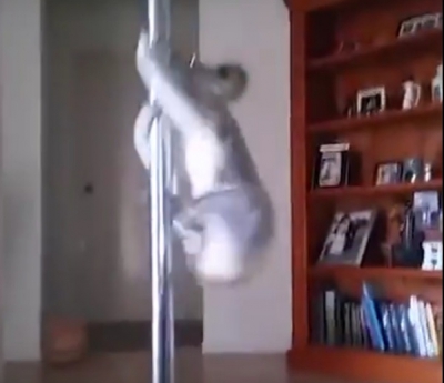 Un ursuleţ koala a intrat în casa unei dansatoare la bară. Cum l-a găsit femeia e INCREDIBIL