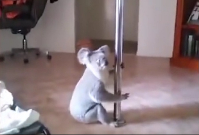 Un ursuleţ koala a intrat în casa unei dansatoare la bară. Cum l-a găsit femeia e INCREDIBIL