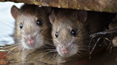 Ce înseamnă când visezi şoareci sau şobolani. Semn bun sau semn rău?