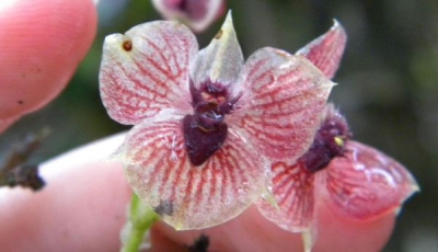 S-a descoperit o nouă specie de orhidee! Aspectul său te va lăsa cu gura căscată