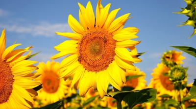 Ştiai că poţi face ceai din frunze şi petale de floarea-soarelui? Beneficiile sunt incredibile!