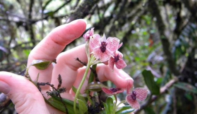 S-a descoperit o nouă specie de orhidee! Aspectul său te va lăsa cu gura căscată