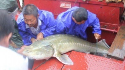 Monstrul din adâncuri: ce au scos pescarii din apă. Ar putea proveni din epoca dinozaurilor
