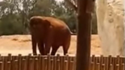 Accident extrem de BIZAR la grădina zoologică. Vizitatorii au avut un adevărat şoc!