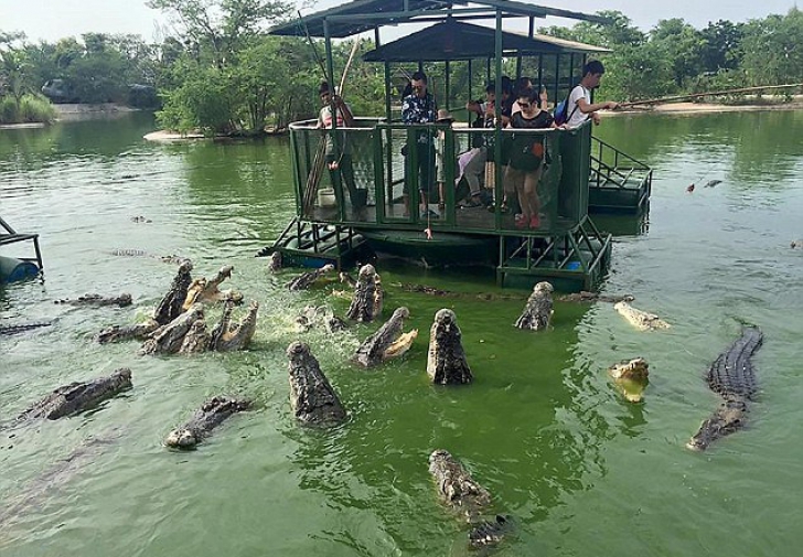 Cusca intre crocodili