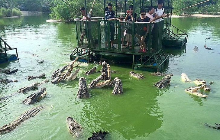 Cusca lângă crocodili