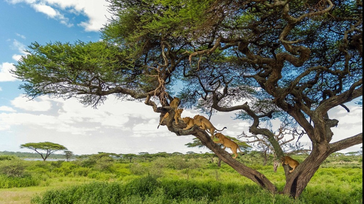 Şase lei s-au refugiat într-un copac. Ce a putut să-i sperie atât de rău