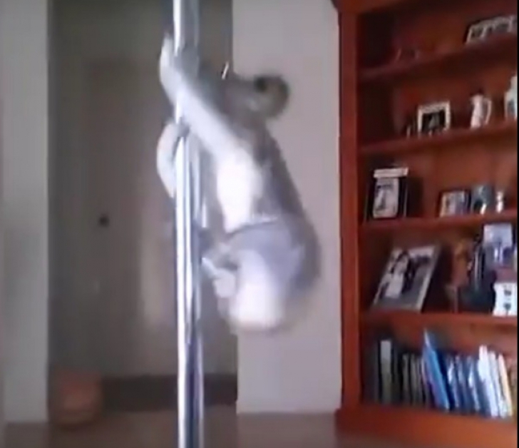 Un ursuleţ koala a intrat în casa unei dansatoare la bară. Cum l-a găsit femeia e INCREDIBIL