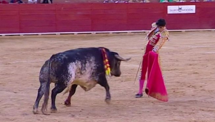 Un matador spaniol a fost ucis de taur în timpul coridei