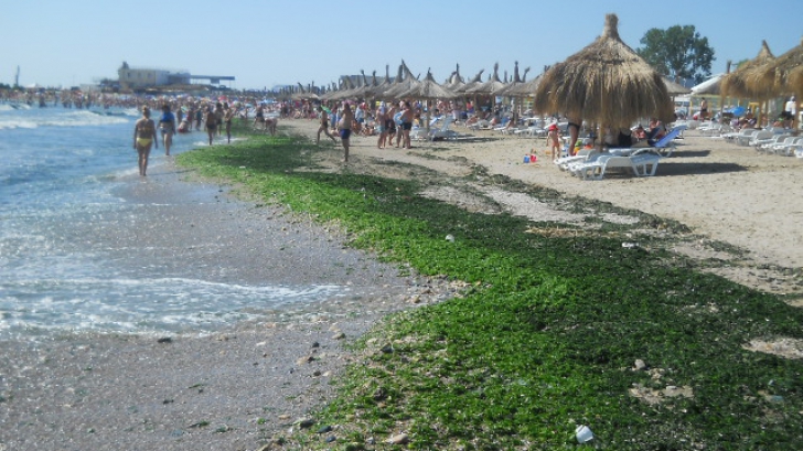 Mergi în concediu pe litoralul românesc? MARE GRIJĂ la algele de pe ţărm! Te pot îmbolnăvi