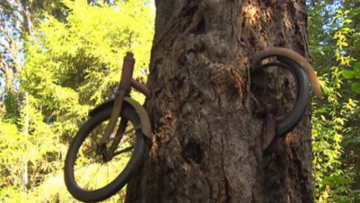 Şi-a lăsat bicicleta sprijinită de un copac şi a plecat la război. Ce MISTER ascunde celebra imagine