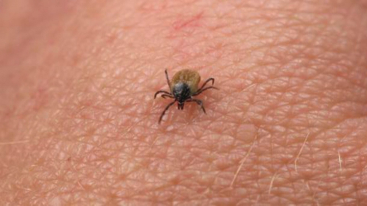 Primul caz de boala Lyme din acesta an, din România. Victima, o fetiţă de cinci ani