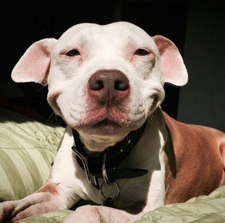 9 imagini amuzante cu un câine de rasă. Gestul ciudat pe care-l face de când a fost adoptat