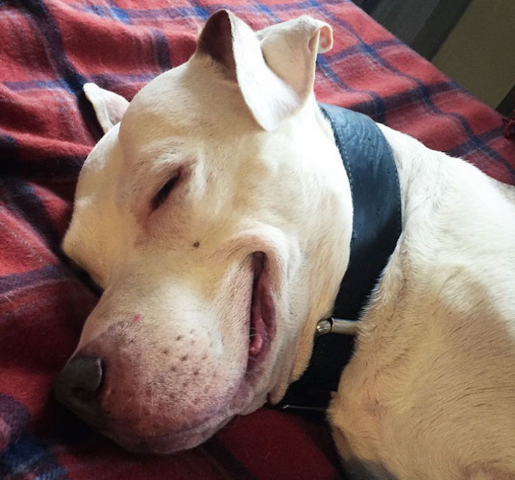 9 imagini amuzante cu un câine de rasă. Gestul ciudat pe care-l face de când a fost adoptat