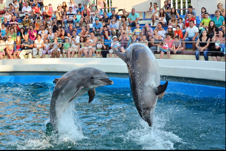 ALERTĂ la delfinariul din Constanța! Delfinii au devenit agresivi