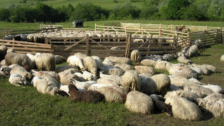 Accident în Sălaj. 340 de oi au murit, după ce camionul care le transporta s-a răsturnat