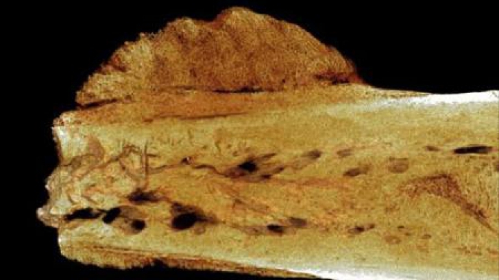 Descoperire șocantă a arheologilor în organismul unui om care a trăit acum 1,7 milioane ani